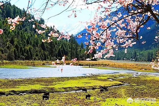 清明祭祖，是我們民族傳統(tǒng)，它的意義何在？